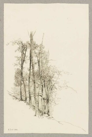 Waldstück am Hang