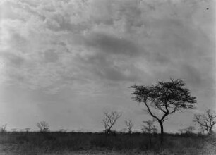 Steppe : Steppenlandschaft mit wenigen Büschen.