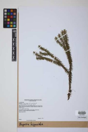 Phlegmariurus hippurideus (H. Christ) comb. ined.