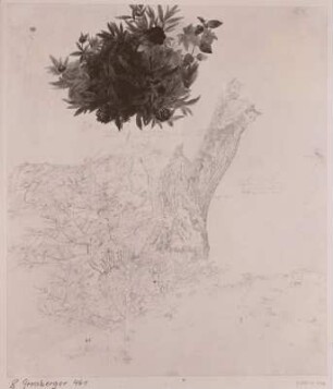 Baum- und Pflanzenstudien