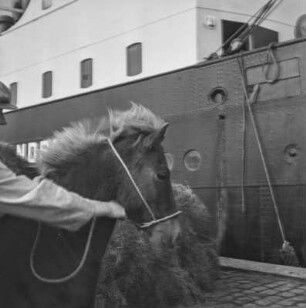 Islandpony am Hafen : Islandpony am Hafen von Reykjavik beim Einschiffen auf das Schiff "Alexandrine"