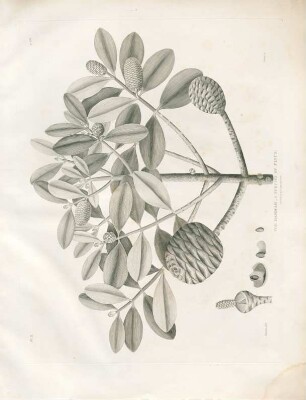 The Dammar, a species of Pinus