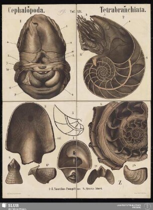 Tafel 19: [Mollusca] : Cephalopoda : Tetrabranchiata