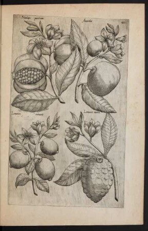 Taf. 40 [Malum punicum, Pomum aurantium und Limones]