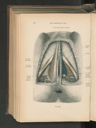 Fig. 432. Regio urogenitales der Frau.