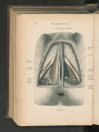 Fig. 432. Regio urogenitales der Frau.