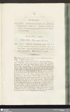 Scalaria similis. Tab. XVI. - Two upper figures