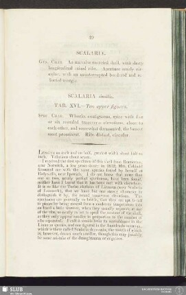 Scalaria similis. Tab. XVI. - Two upper figures