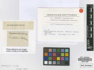Jungermannia saxicola Schrad. [isotype]