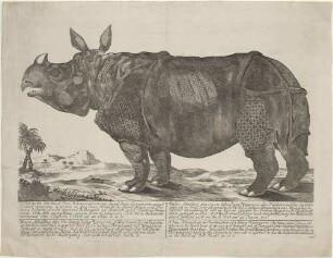 Le veritable Portrait d'unn Rhinocerot vivant, lequel dans l'année 1741 quand/...doit etre le Behemoth,/ mentionne dans l'Histoire d'Hiob au 40 Chap. le 10 V.