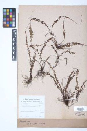 Adiantum caudatum L.
