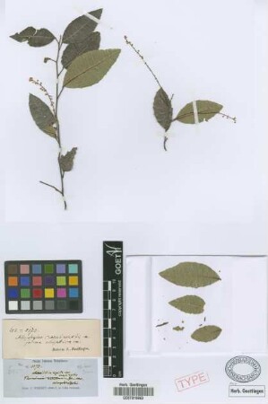 Allophylus crassinervis Radlk. fo. Radlk. ellipticus[syntype]