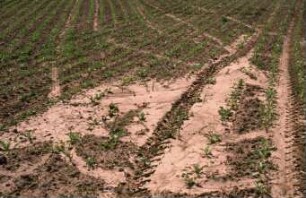 Fotografie: Einzelkornsaat, Zuckerrübe, Erosion, Umweltschutz