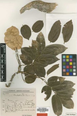 Pterocarpus steinbachianus Harms [type]