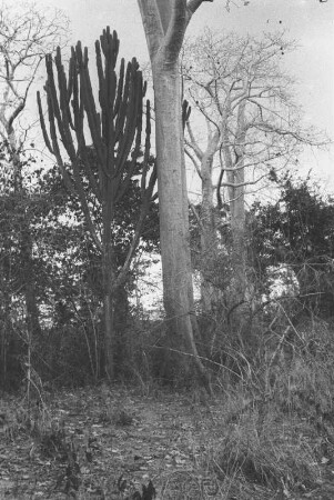 Waldbild : Blick in einen bewaldete Landschaft