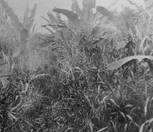 Faserbanane (Musa wariana), am Waria, Neuguinea : Geographie | Wirtschaftsgeographie | Gerb-, Flecht- und Papierstoffe liefernde Pflanzen | Gerbstoffe, Flechtstoffe und Fasern, Papierstoffe liefernde Pflanzen
