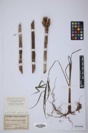 Chamaedorea graminifolia H.Wendl.