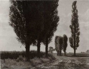 Feldweg mit Pappeln