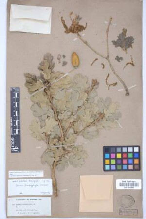 Quercus pubescens Willd.