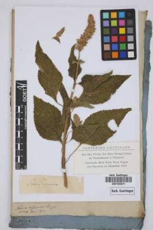 Salvia hispanica Kniph.