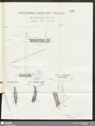 XIII. Sketch section of Duchess Reef (Little B. Synd.)