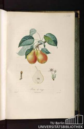 Pl. LXXVI. Ppoire de Chypre.
