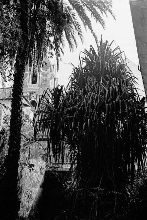 Reisefotos Karibik. Trinidad. Bambusstaude neben einer Palme (vielleicht in Port of Spain)