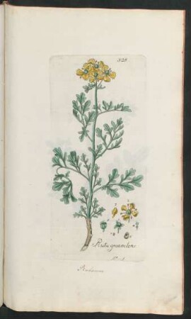 325. Ruta graveolens
