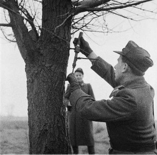 Deutsche Demokratische Republik. Grenze zwischen BRD und DDR. Offizier bei der Montage eines Drahtes (Signaldraht?) an einem Baum