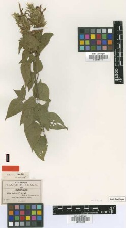 Salvia pringlei B.L.Rob. & Greenm. [isotype]