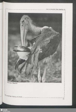 Indischer Marabu