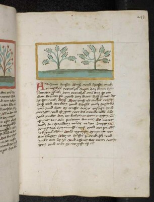 Kräuterpflanze: Aniseum (Pimpinella anisum / Apiaceae) / Anis (aus Konrads von Megenberg "Buch der Natur")