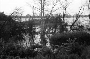 Taubergießen: Rheinwald; Naturschutzgebiet