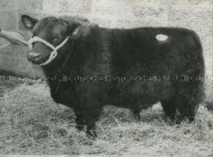 Preisgekrönter Aberdeen Angus-Bulle auf der Aberdeen-Angus-Cattle Show & Sale in Perth (Schottland)