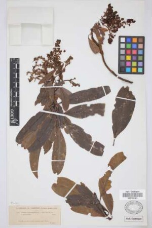 Arbutus canariensis Duham.