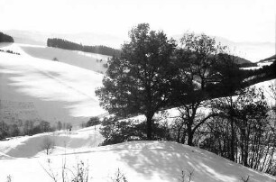 St. Märgen: Baumgruppe vor Winterlandschaft im Gegenlicht