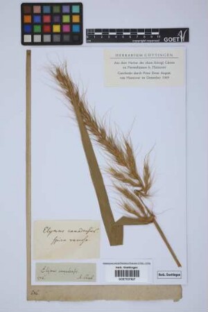 Elymus canadensis L.