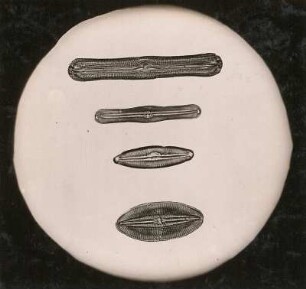 Kieselalgen oder Diatomeen (Bacillariophyta), Navicula. Mikro-Aufnahme