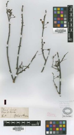 Acacia praecox Griseb.