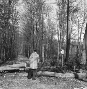 Kneeden: Wanderweg: vorn links Mann vor gefällten und teilweise zersägten Bäumen: rechts Verbotsschild: hinten Wald