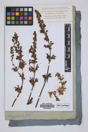 Salvia lusitanica Poiret
