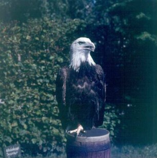 Berlebeck. Adlerwarte. Weißkopfseeadler