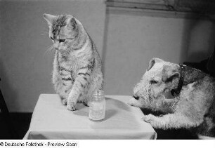 Katze und Hund mit Mayonnaiseglas
