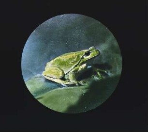Lurche. Europäischer Laubfrosch (Hyla arborea)