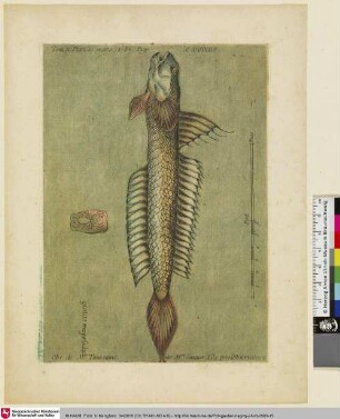 Le Gobius. Tom. II. Plan. 10. mars 1757. Page [ ]