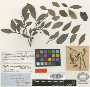 Phyllanthus nutans Sw. subsp. (Müll.Arg.) G.L.Webster grisebachianus[isotype]