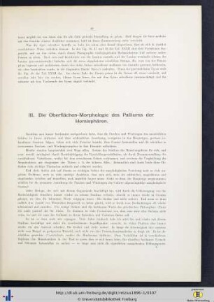 III. Die Oberflächenmorphologie des Palliums der Hemisphären.