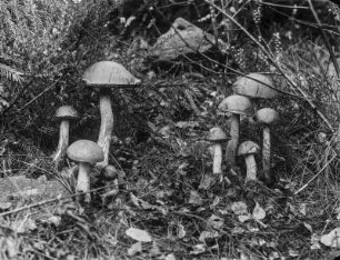 Gemeiner Birkenpilz : Gemeiner Birkenpilz (Leccinum scabrum Gray).