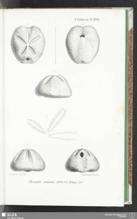 Pl. 899