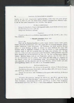 3. Aulographis tetrancistra Häckel 1887.
